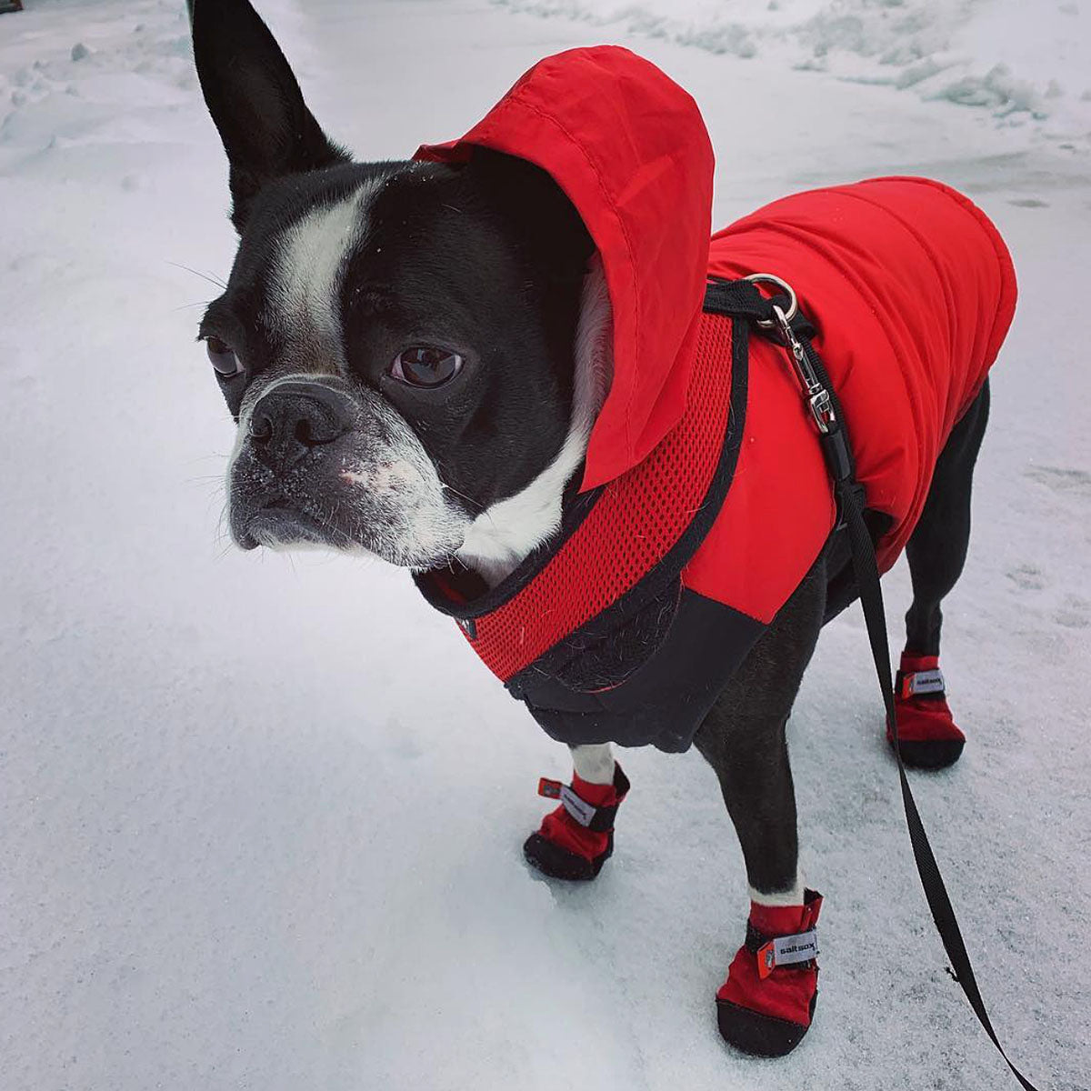 Saltsox 2025 / Ice Fire Red - Southlake Paws