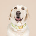 Load image into Gallery viewer, Bryce Dog Collar
