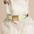 Load image into Gallery viewer, Bryce Dog Collar
