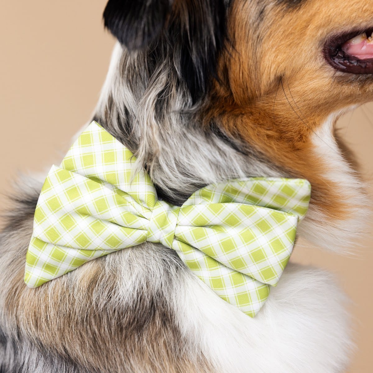 Bryce Dog Babe Bow