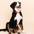 Load image into Gallery viewer, Suki Dog Collar
