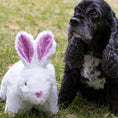Load image into Gallery viewer, Squooshie™ Bunny Plush Dog Toy - image 4
