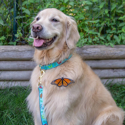 Up Country Butterfly Effect Cast Brass Dog Collar