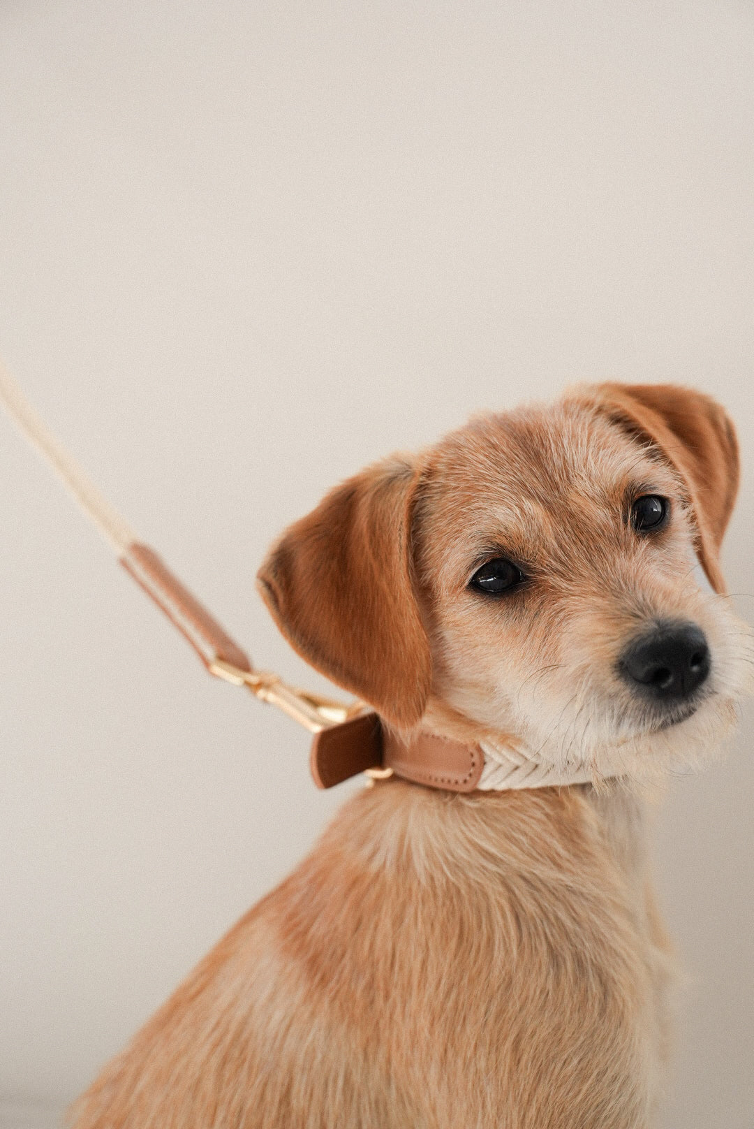 Lilco Braided-Collar | Moonbeam