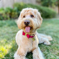 Load image into Gallery viewer, BOW TIE - CANDY SWIRL

