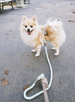 LEASH - DESERT MINT
