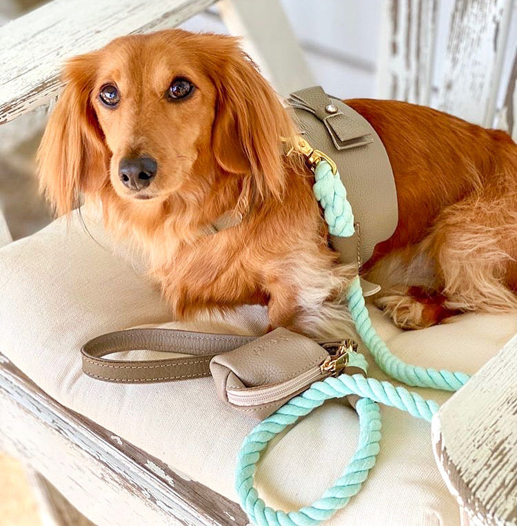 HARNESS - DESERT MINT