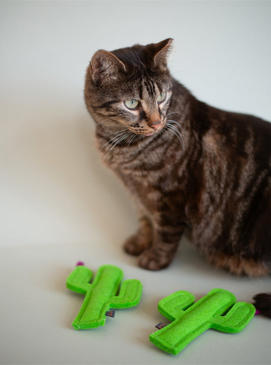 KITTY CACTUS - Southlake Paws