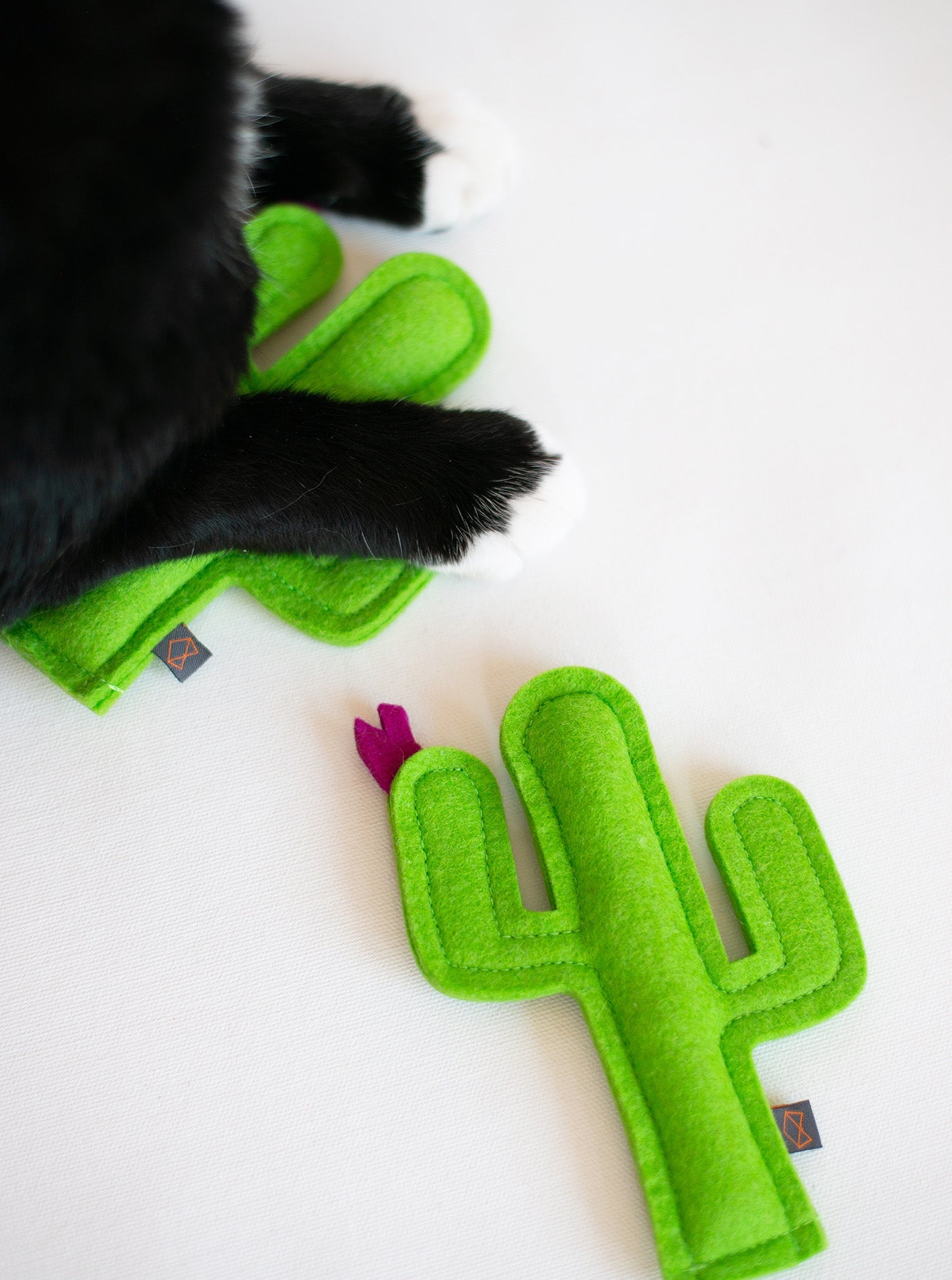 KITTY CACTUS - Southlake Paws