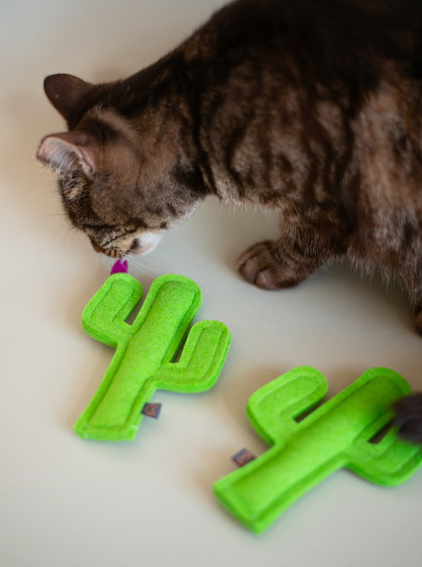 KITTY CACTUS - Southlake Paws