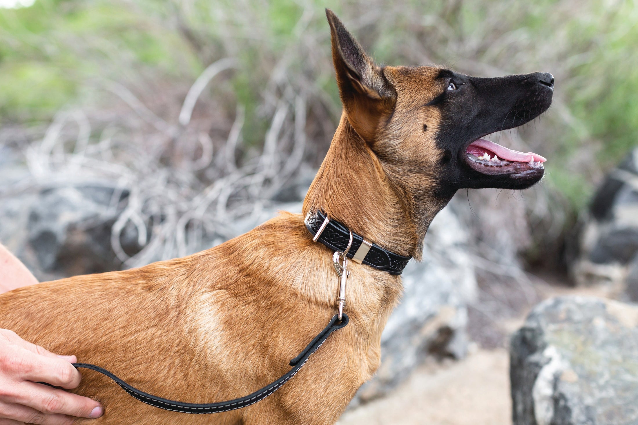 Z Celtic Style Leather Dog Collar - image 12
