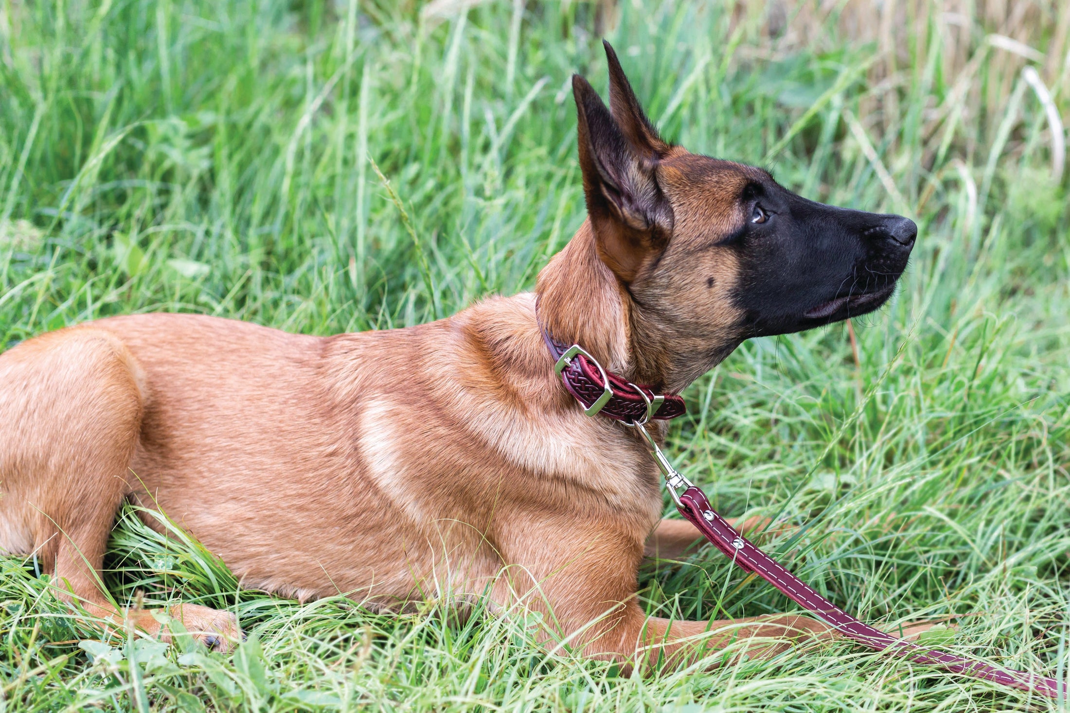Z Celtic Style Leather Dog Collar - image 13