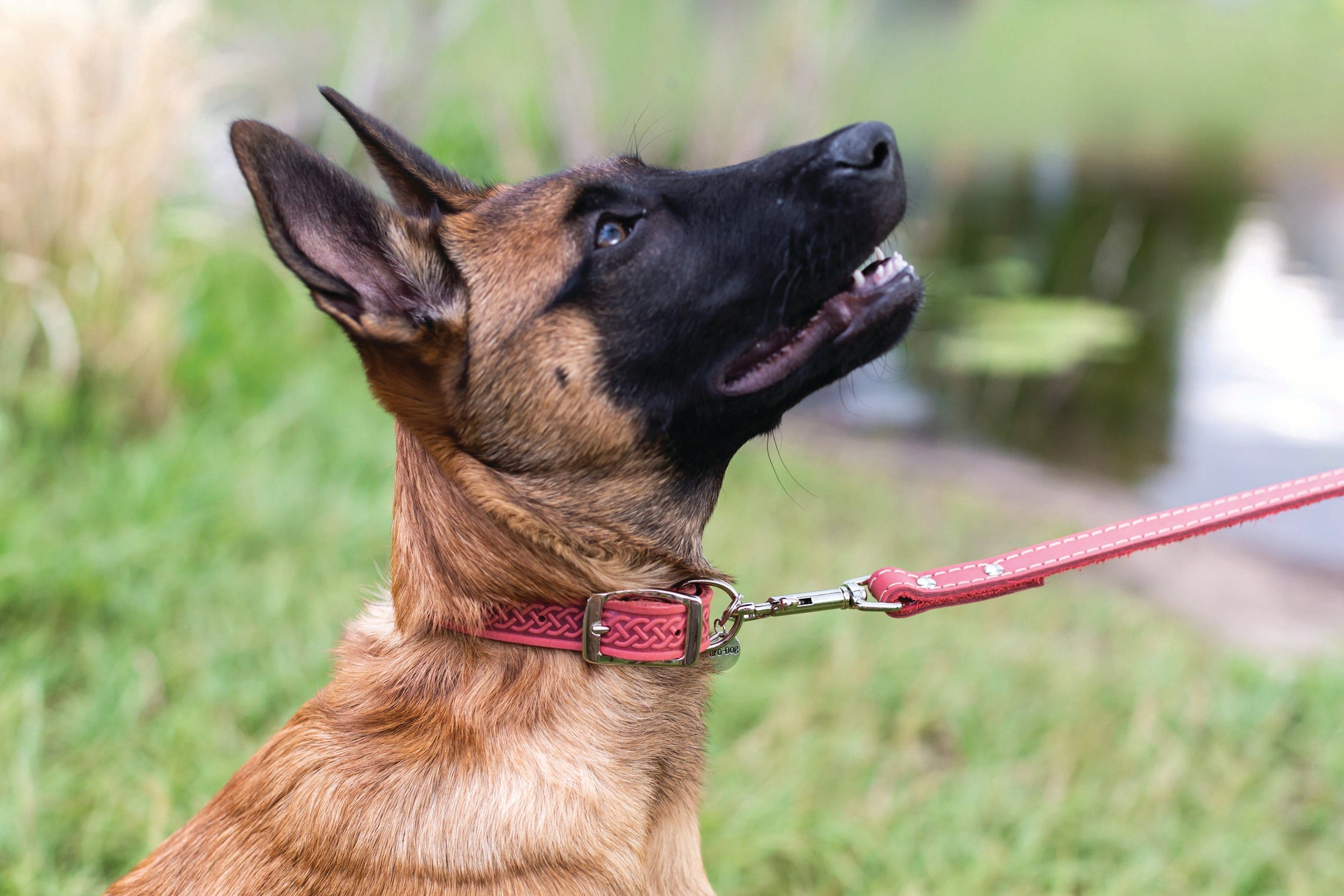 Z Celtic Style Leather Dog Collar - image 11