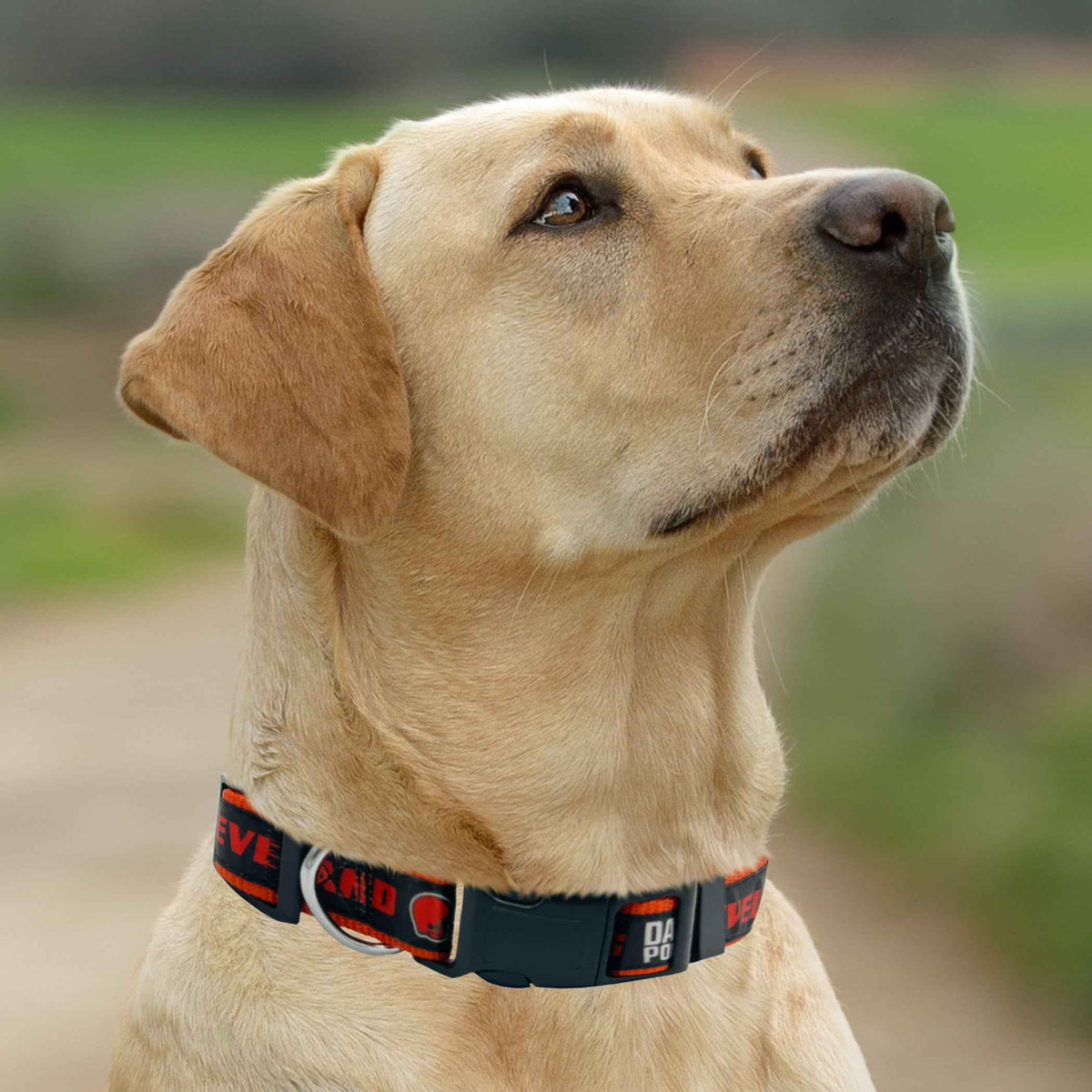 Cleveland Browns Satin Collar