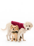 Load image into Gallery viewer, CORDUROY CLASSIC PET COAT
