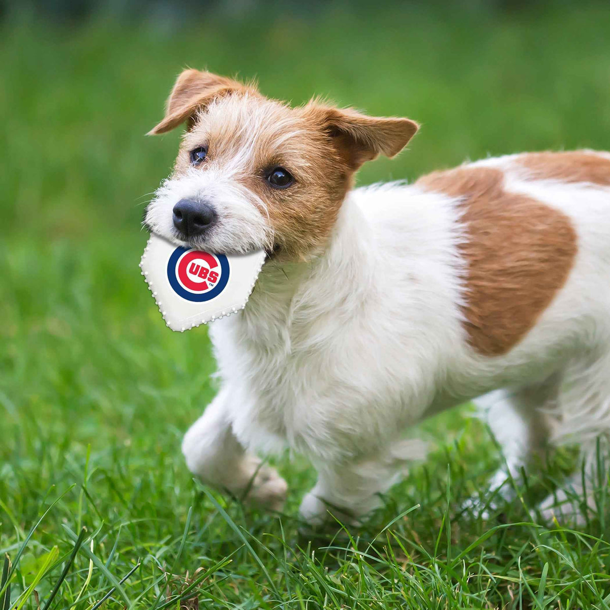 Chicago Cubs Hard Nylon Homeplate Chew Toy