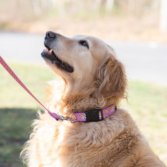 Go Bananas Printed Dog Collar