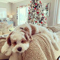 Load image into Gallery viewer, Candy Cane Small Breed Dog Collar
