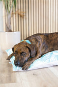 Load image into Gallery viewer, Capri Dog Bed
