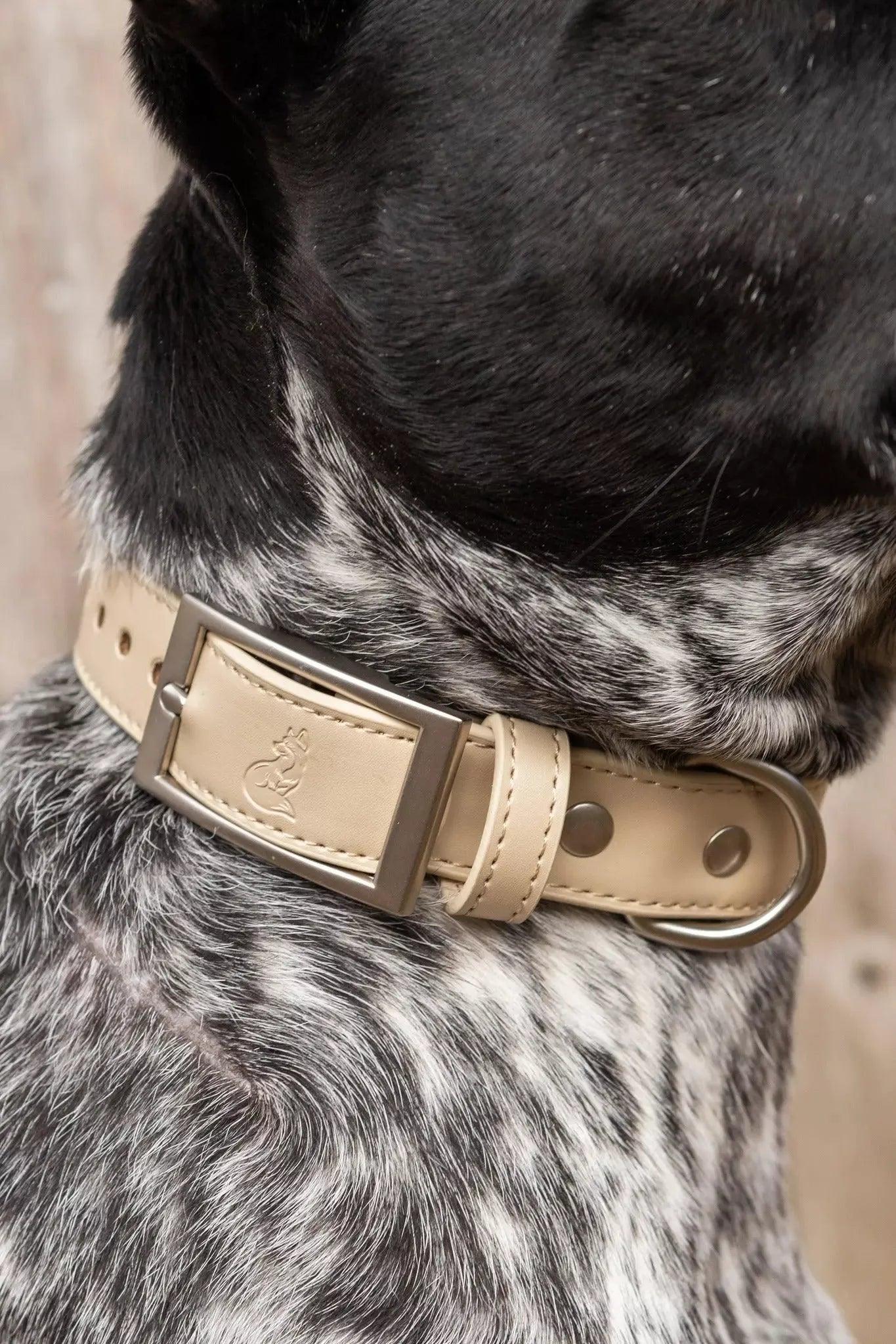 Champagne Fizz Vegan Leather Dog Collar - Southlake Paws