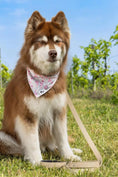 Load image into Gallery viewer, Champagne Fizz Vegan Leather Dog Collar - Southlake Paws
