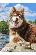 Load image into Gallery viewer, Champagne Fizz Vegan Leather Dog Leash - Southlake Paws
