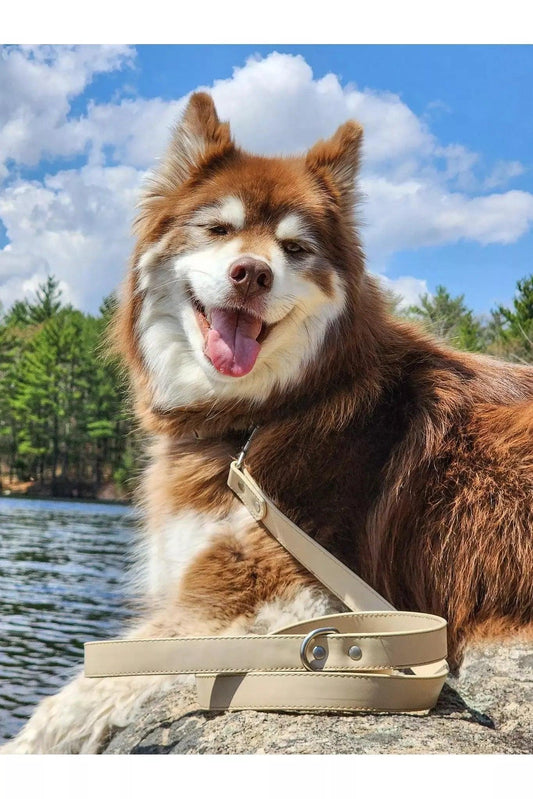 Champagne Fizz Vegan Leather Dog Leash - Southlake Paws