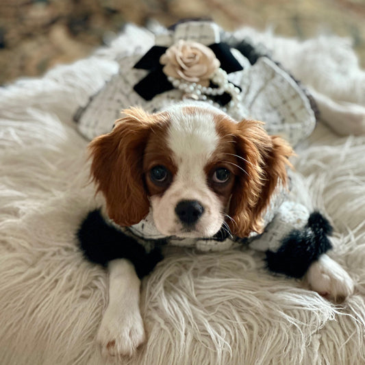 Designer Chanel-Inspired Tweed Dog Dress Coat - Southlake Paws
