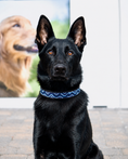Load image into Gallery viewer, TKC The Wave Beaded Dog Collar

