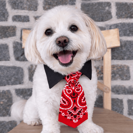 Ranch Collar Tie