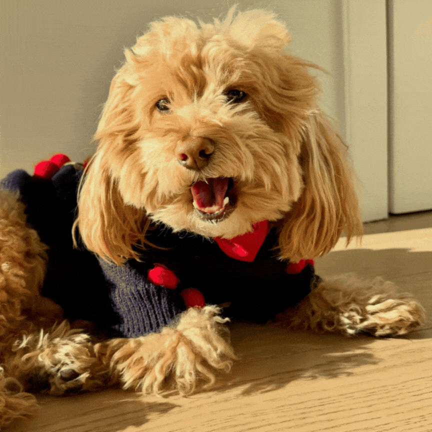 Puffers, Hoodies, Coats Premium Found My Animal Cherries 3D Icon Sweater