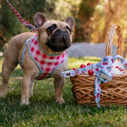 Frenchie Duo Reversible Harness - Cherries Blue