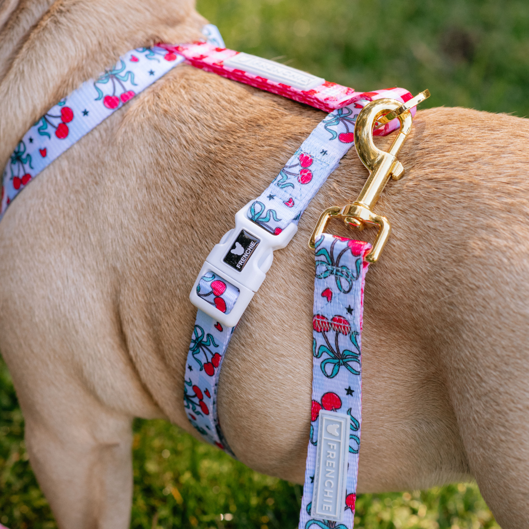 Frenchie Strap Harness - Cherries Blue