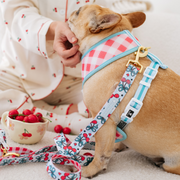 Frenchie Duo Reversible Harness - Cherries Blue