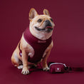 Load image into Gallery viewer, Frenchie Duo Reversible Harness - Ruby
