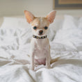 Load image into Gallery viewer, Heart of Gold Small Breed Dog Collar
