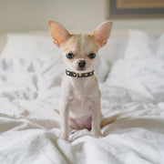 Heart of Gold Small Breed Dog Collar