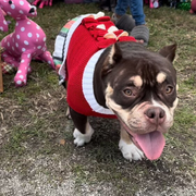 Red Christmas Bow Sweater Dog Dress