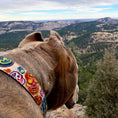 Load image into Gallery viewer, Day of the Dead - Dog Collars, Leads, and Bows
