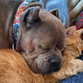 Load image into Gallery viewer, Day of the Dead - Dog Collars, Leads, and Bows
