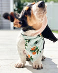 Load image into Gallery viewer, Citrus Blossom Orange Dog Bandana
