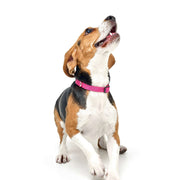City Collar - Park Ave Pink