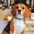 Load image into Gallery viewer, City Christmas Dog Collar
