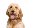 Load image into Gallery viewer, Dog Collar.
