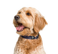 Load image into Gallery viewer, Dog Collar.
