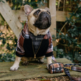 Load image into Gallery viewer, Frenchie Dog Hoodie - Cocoa Plaid
