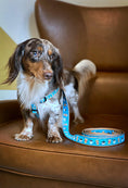 Load image into Gallery viewer, Coffee Nut Small Breed Dog Harness
