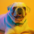 Load image into Gallery viewer, Dog Collar Kit.
