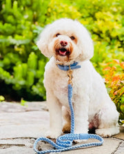 HGP- Dog Collar - Periwinkle- Plaited