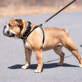 Load image into Gallery viewer, Color Market Dog Collar - Extra Wide 1.5"
